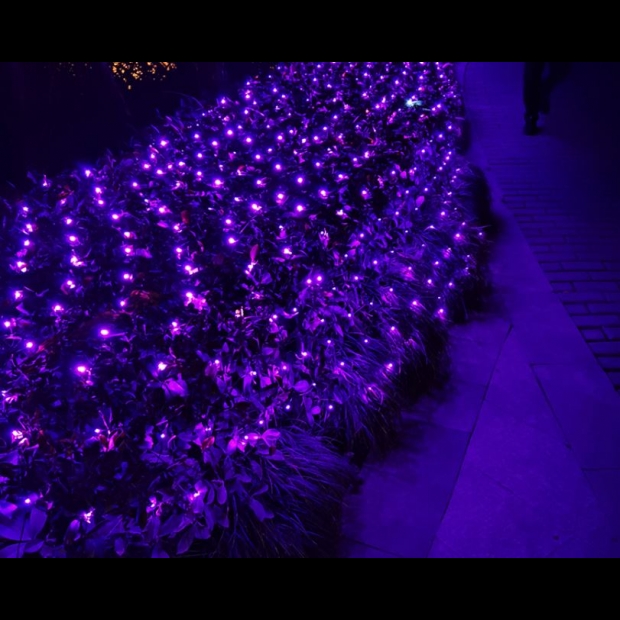 聖誕燈 網燈 紫光實景圖